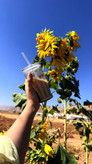 ماگ شیشه ای